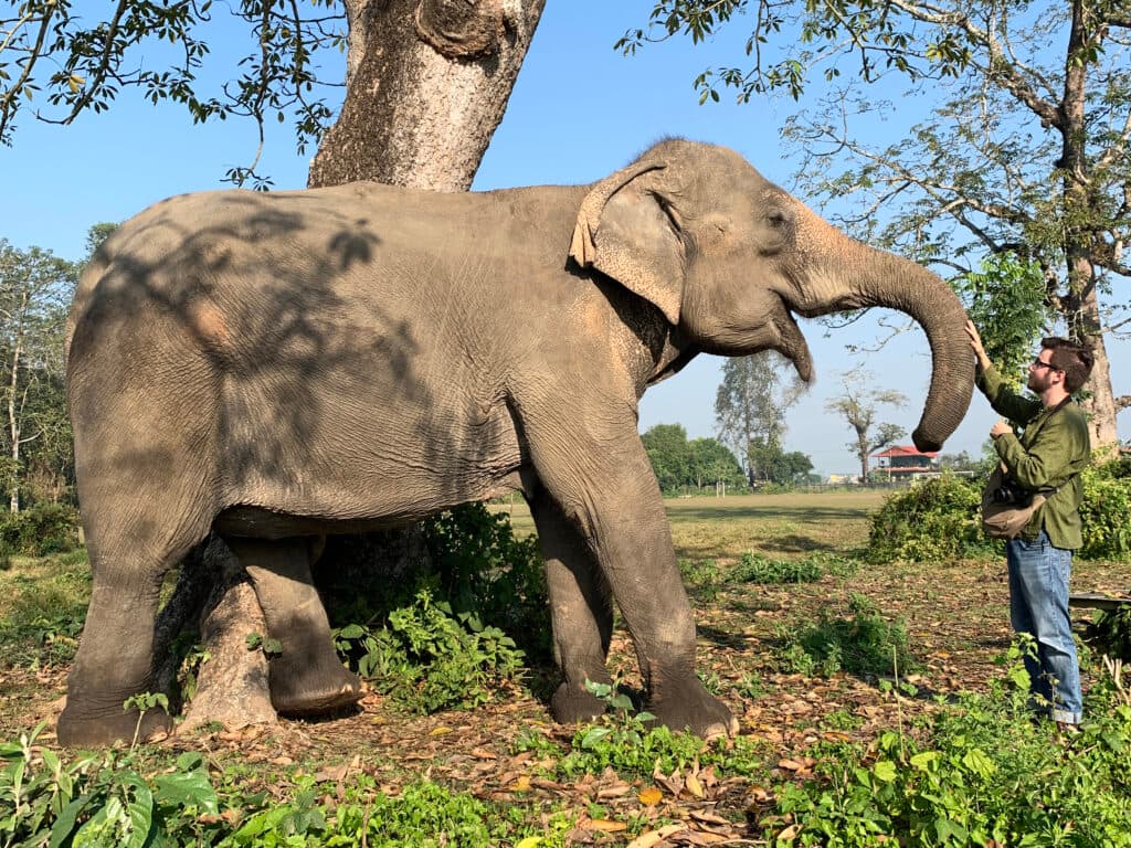 Get in touch - Elephant image